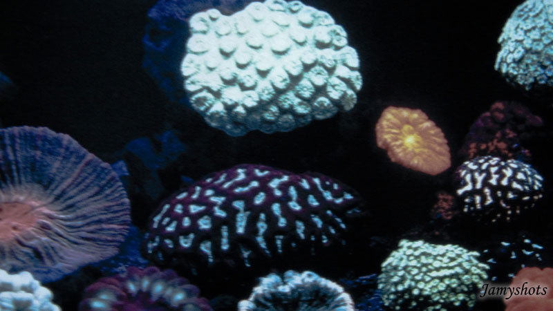 coraux fluorescents