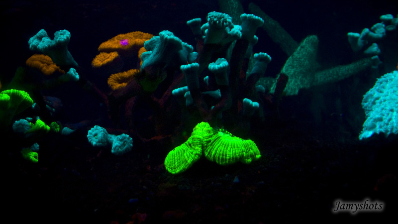 fluorescence  des coraux