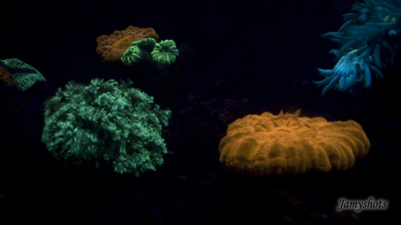Magie des coraux fluorescents