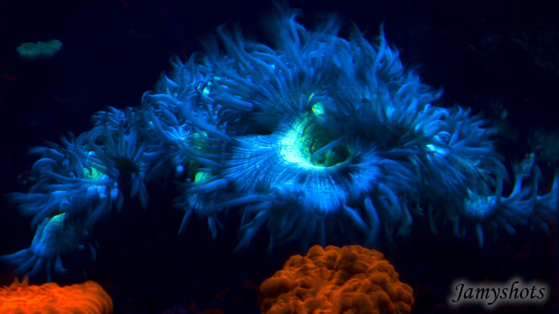 Magie des coraux fluorescents