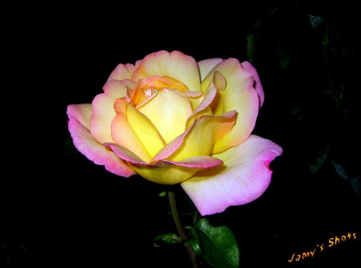 Rose de Vigneux