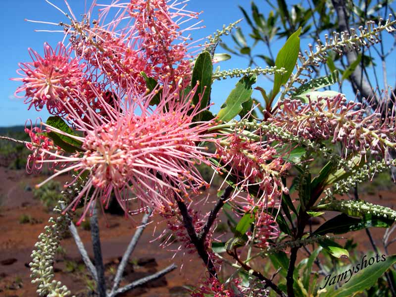 Cunonia deplanchei. Flore du Sud