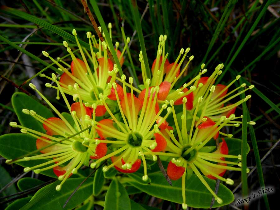 Xanthostemon aurantiacus. Flore du Grand Sud 