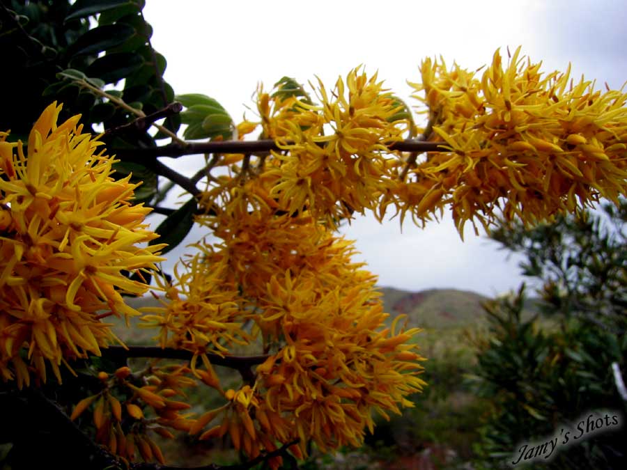 Cassia fistula - Pluie d'or. Flore du grand Sud.