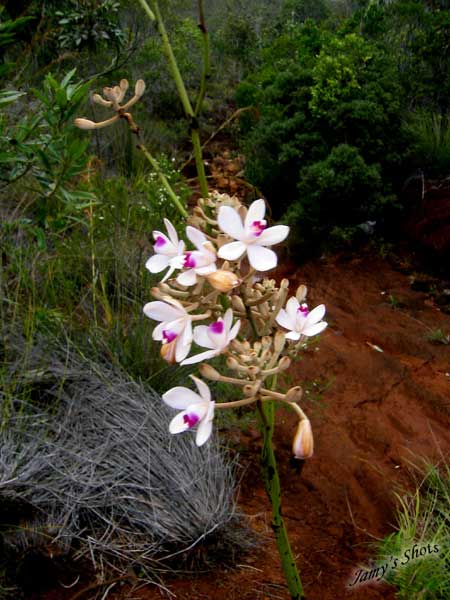 Eriaxis rigida. Orchide sauvage du Grand Sud.