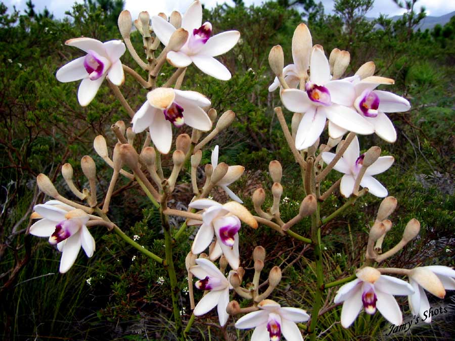 Orchides sauvages du Grand Sud Caldonien.
