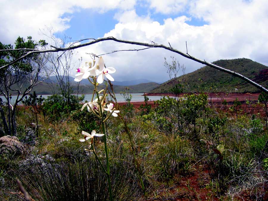 Paysage du lac de Yat. Sud Caldonien
