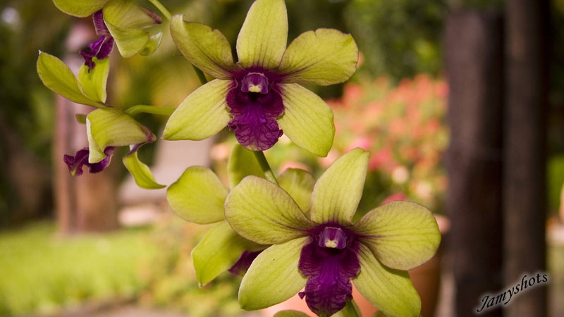 Orchide du jardin de Mme et Mr Obry (Poindimi)