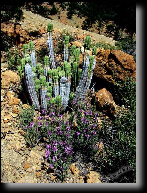 Cactus de la valle verte